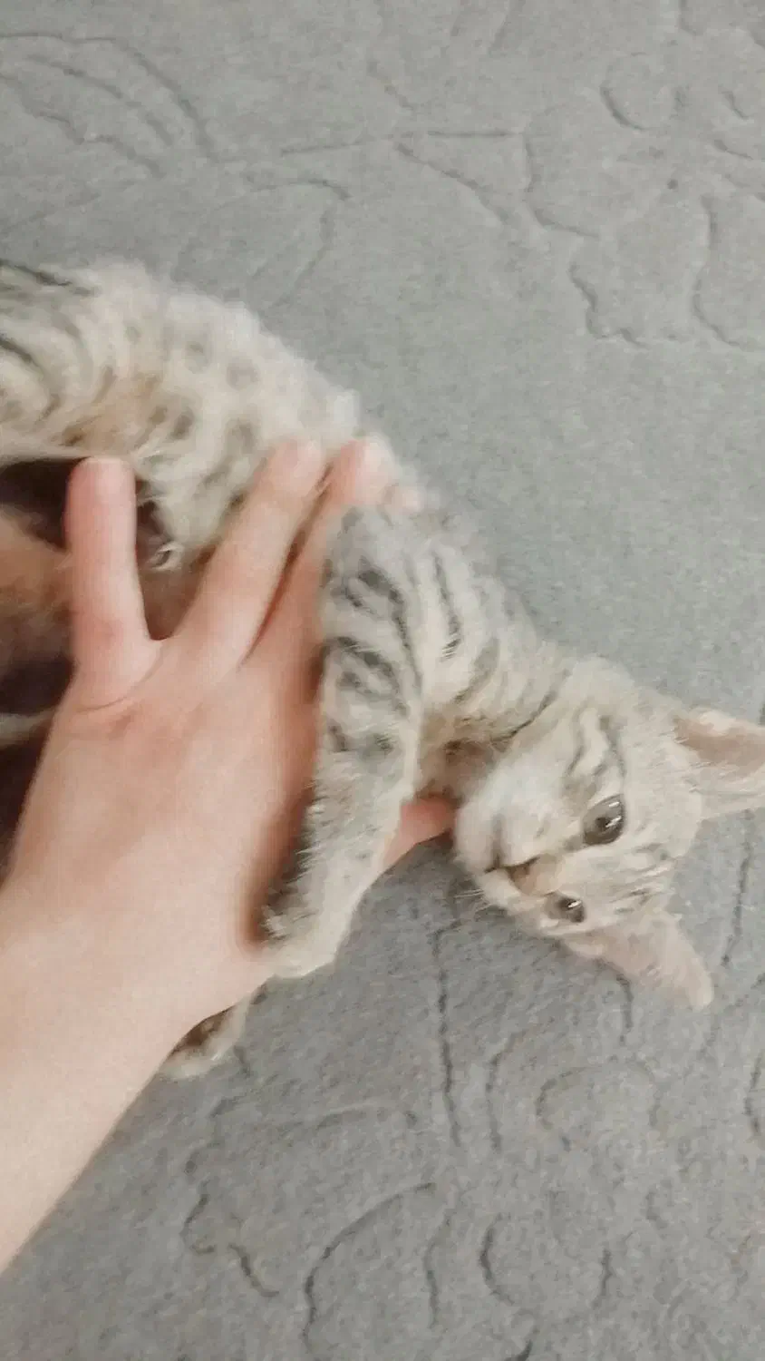 واگذاری گربه شیش ماهه|گربه|یاسوج, |دیوار