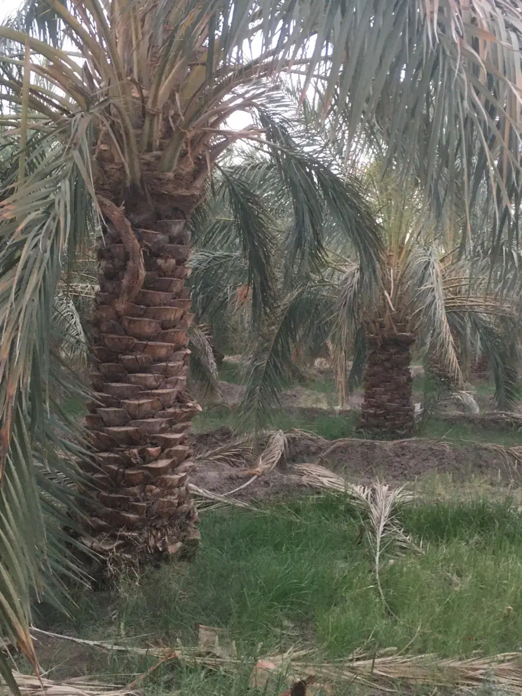 ۷۰ درخت با سه ساعت آب عامریه|فروش زمین و ملک کلنگی|فهرج, |دیوار