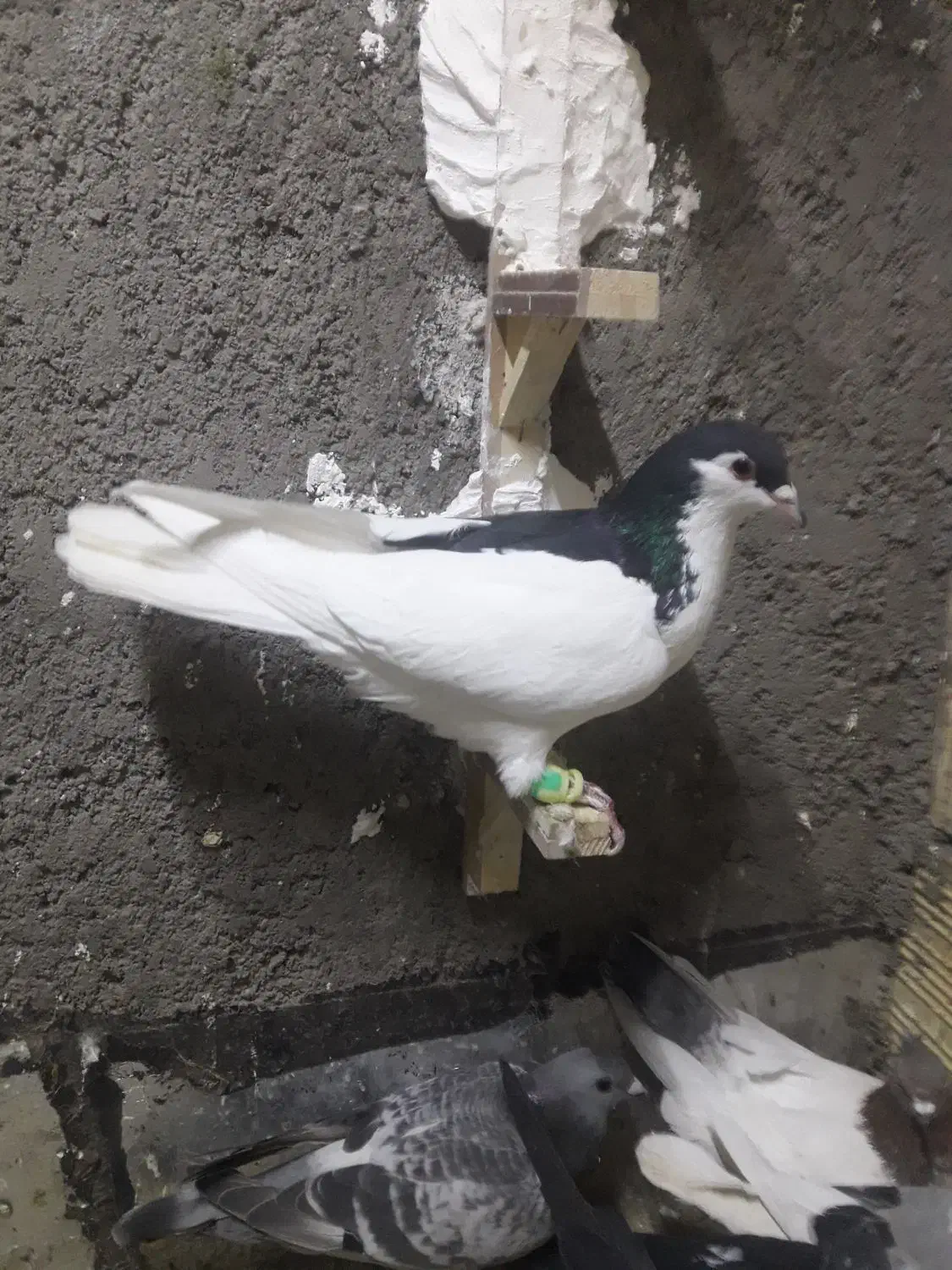 کفتر|پرنده|تربت جام, میرقوام الدین|دیوار