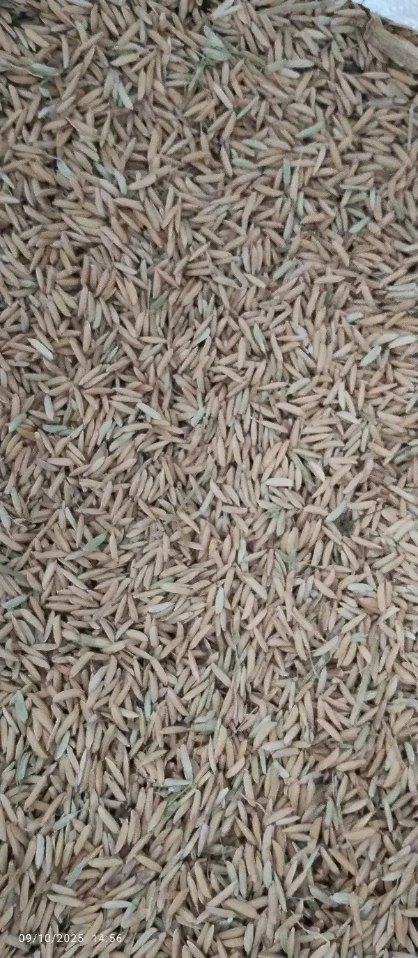 محصولات کشاورزی|عمده‌فروشی|مینودشت, |دیوار