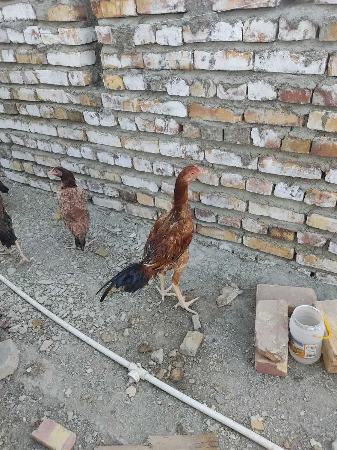 خروس لاری اصیل جوان|حیوانات مزرعه|سراوان, |دیوار