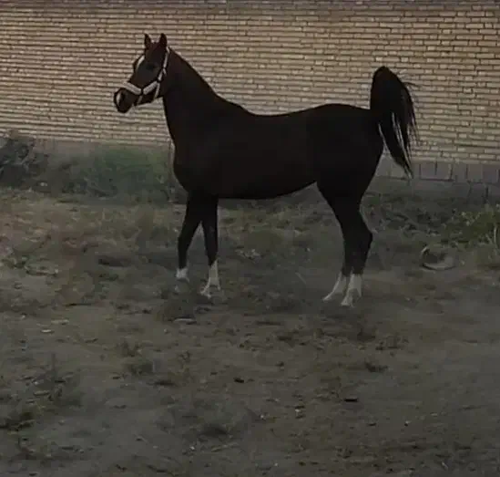 مادیان|اسب و تجهیزات اسب‌سواری|کرخه, |دیوار