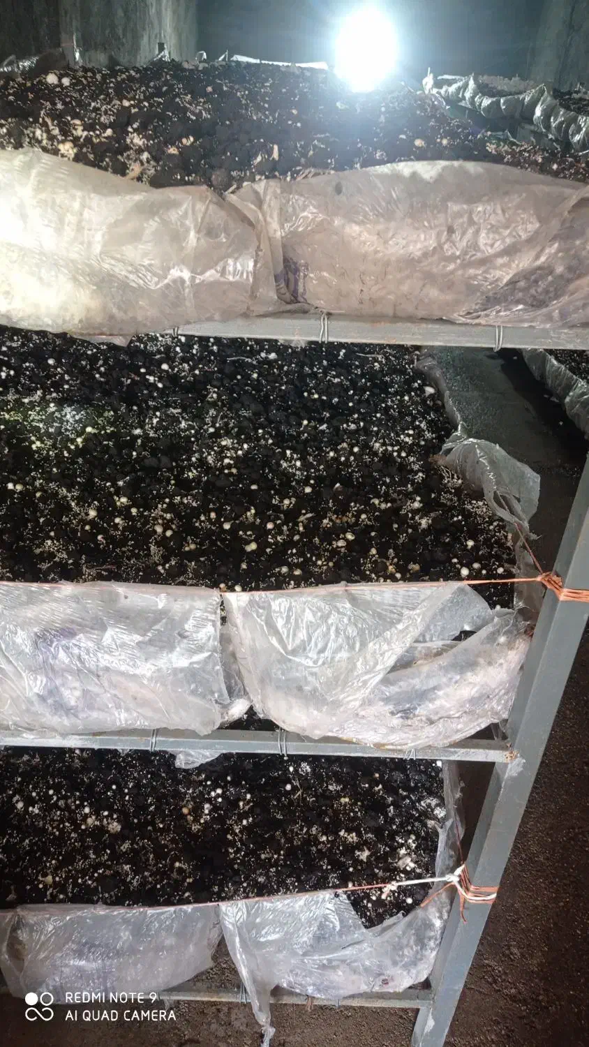 کمپوست مصرف شده قارچ|خدمات باغبانی و درختکاری|دزفول, |دیوار