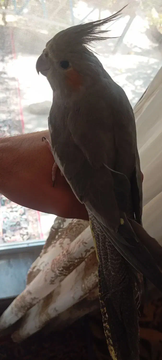 عروس هلندی|پرنده|خسروشاه, |دیوار