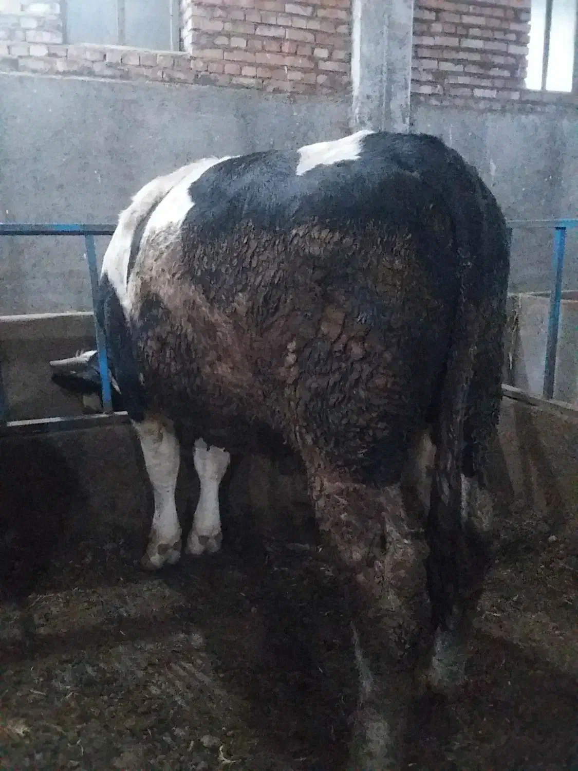 دو راس گاو هر کدام حدود ۶۰۰ کیلو|حیوانات مزرعه|سراب, |دیوار