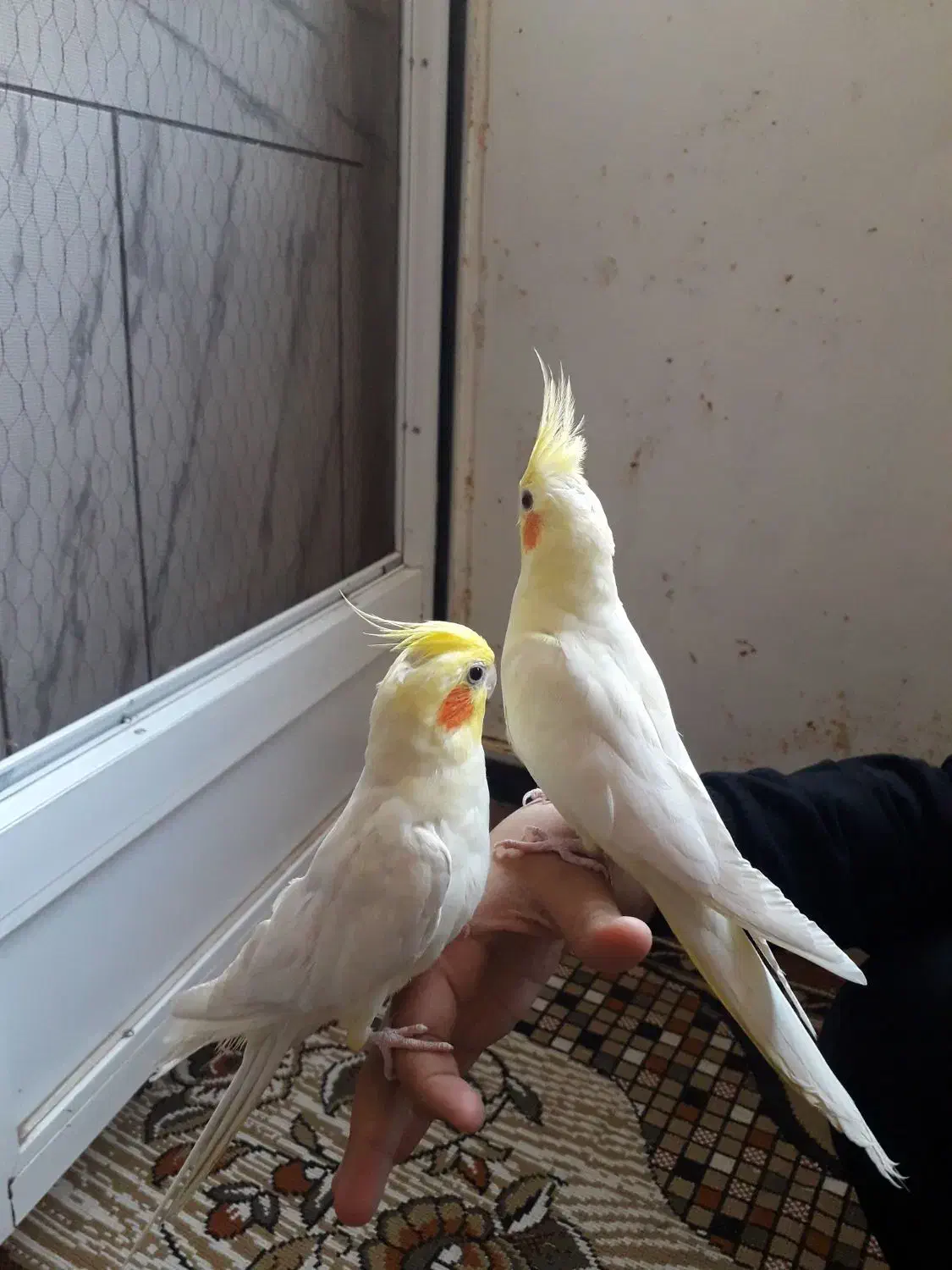 عروس هلندی|پرنده|بیرجند, |دیوار