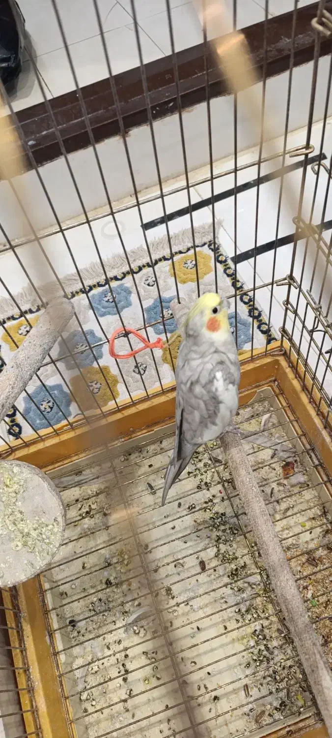 عروس هلندی|پرنده|تاکستان, |دیوار