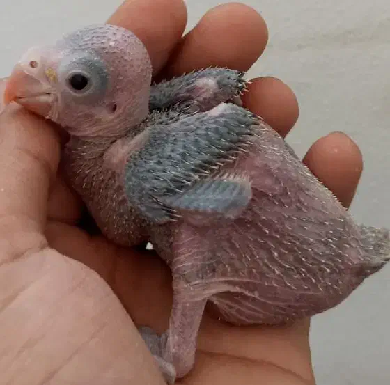 جوجه ملنگوسرلاکی وجوجه گیرینچیک آناناسی دبل رد|پرنده|شیراز, شهرک رضوان|دیوار