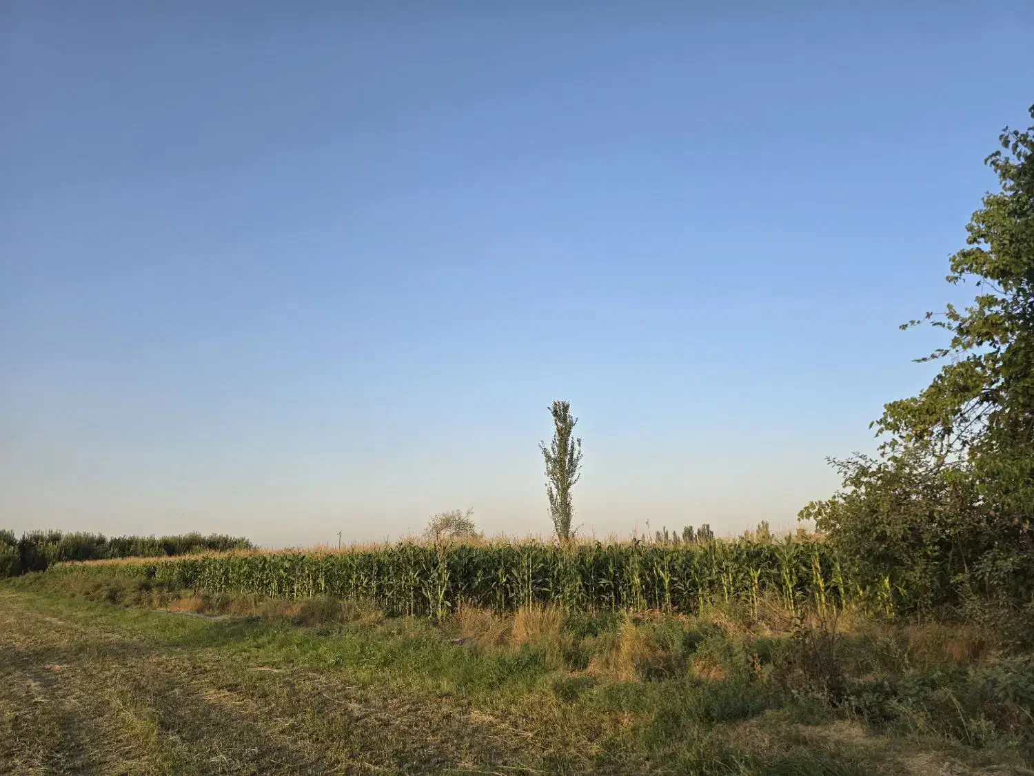 باغ زیبا نزدیک به شهر|فروش زمین و ملک کلنگی|میاندوآب, |دیوار