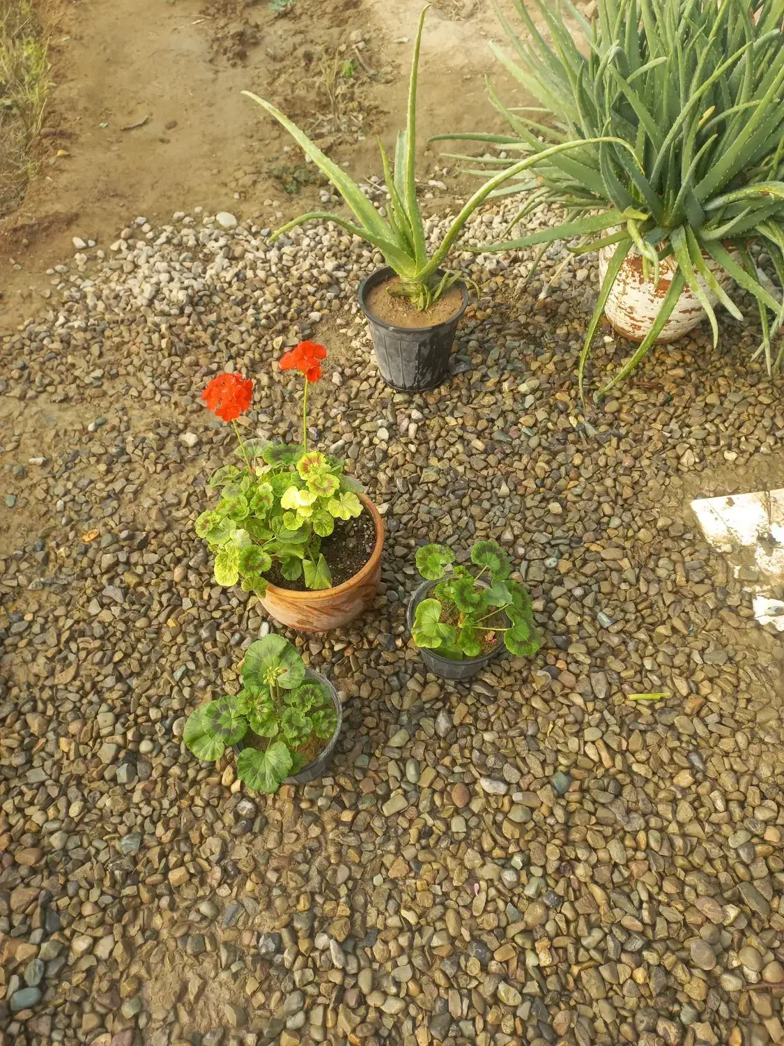 گل و گیاه|گل و گیاه طبیعی|ورامین, ورامین|دیوار