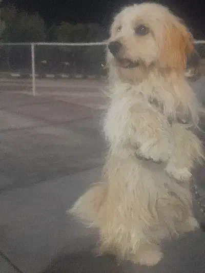 فروشی|سگ|شیروان (خراسان), |دیوار