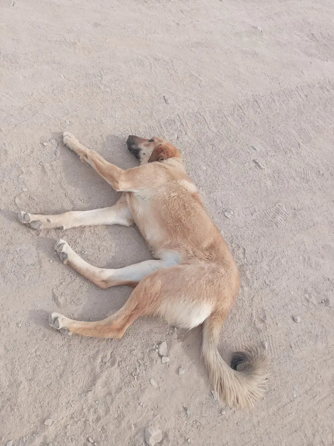 واگذاری سگ ماده جوان|سگ|رشتخوار, |دیوار