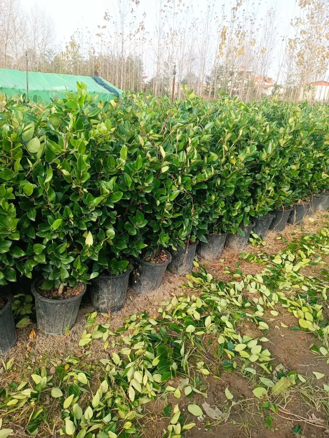 یاس هلندی سایز درشت پر|گل و گیاه طبیعی|رشت, پیرکلاچای|دیوار