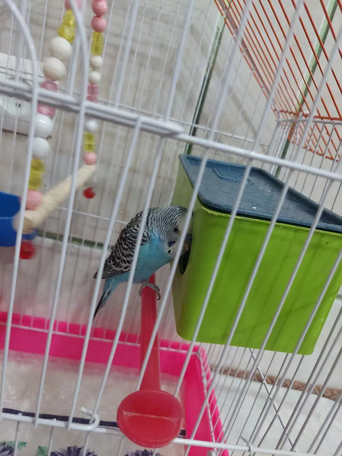 دوجفت مرغ عشق بالغ تخم گذار|پرنده|لنجان, |دیوار