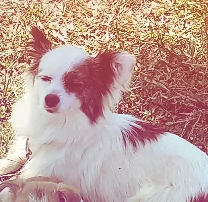 سگ پامر اشپیتز|سگ|کرمانشاه, |دیوار