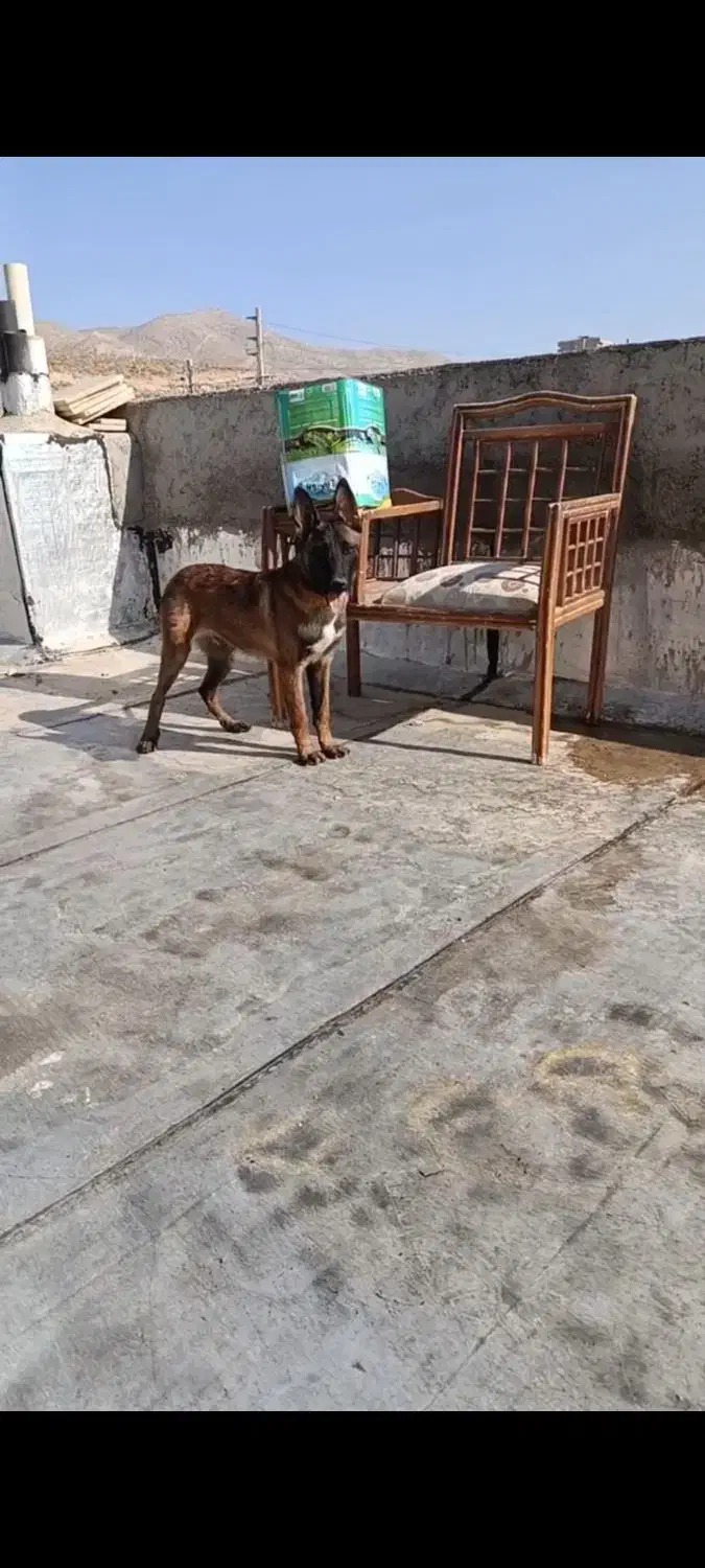 مالینویز توله نر|سگ|شیراز, شهرک گلستان|دیوار