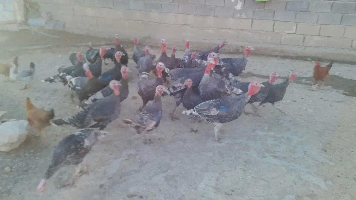 بوقلمون نروماده|حیوانات مزرعه|زاغه, |دیوار