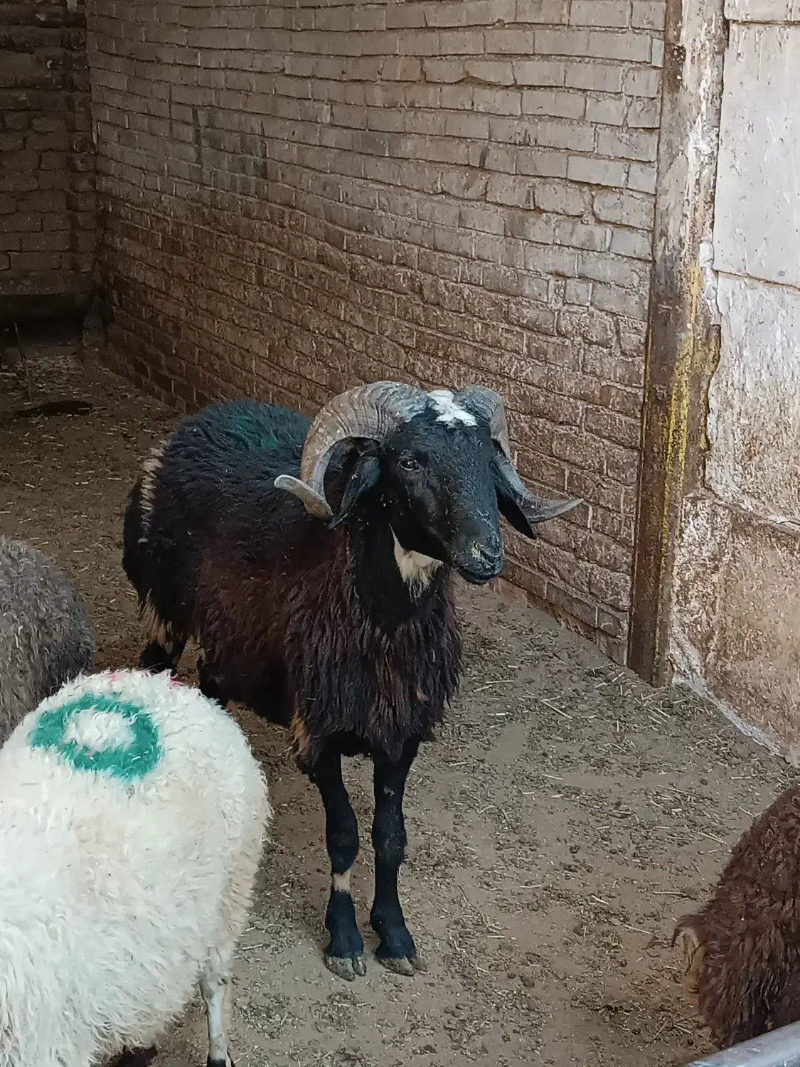 فروش گوسفند زنده در نسیم شهر|حیوانات مزرعه|نسیم‌شهر, |دیوار