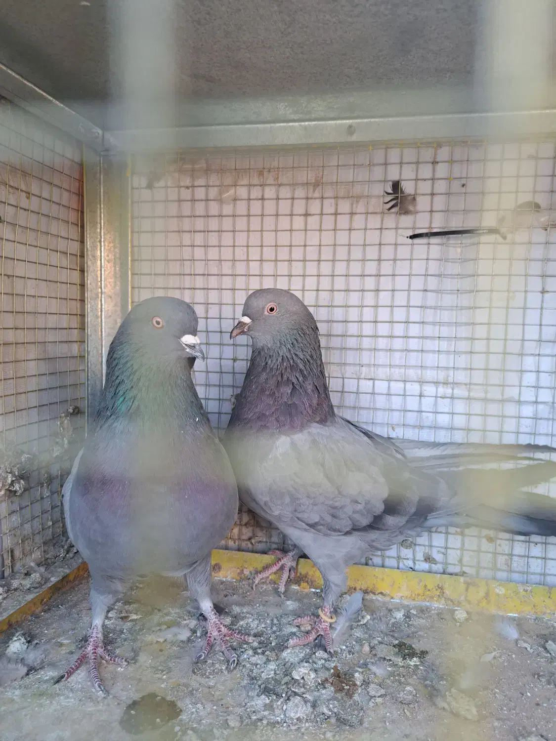 کبوتر اصفهانی|پرنده|برخوار, |دیوار