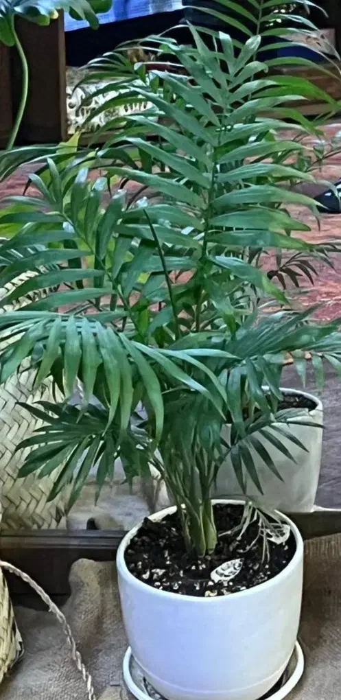 تعدادی گلدان آپارتمانی|گل و گیاه طبیعی|تهران, صادقیه|دیوار