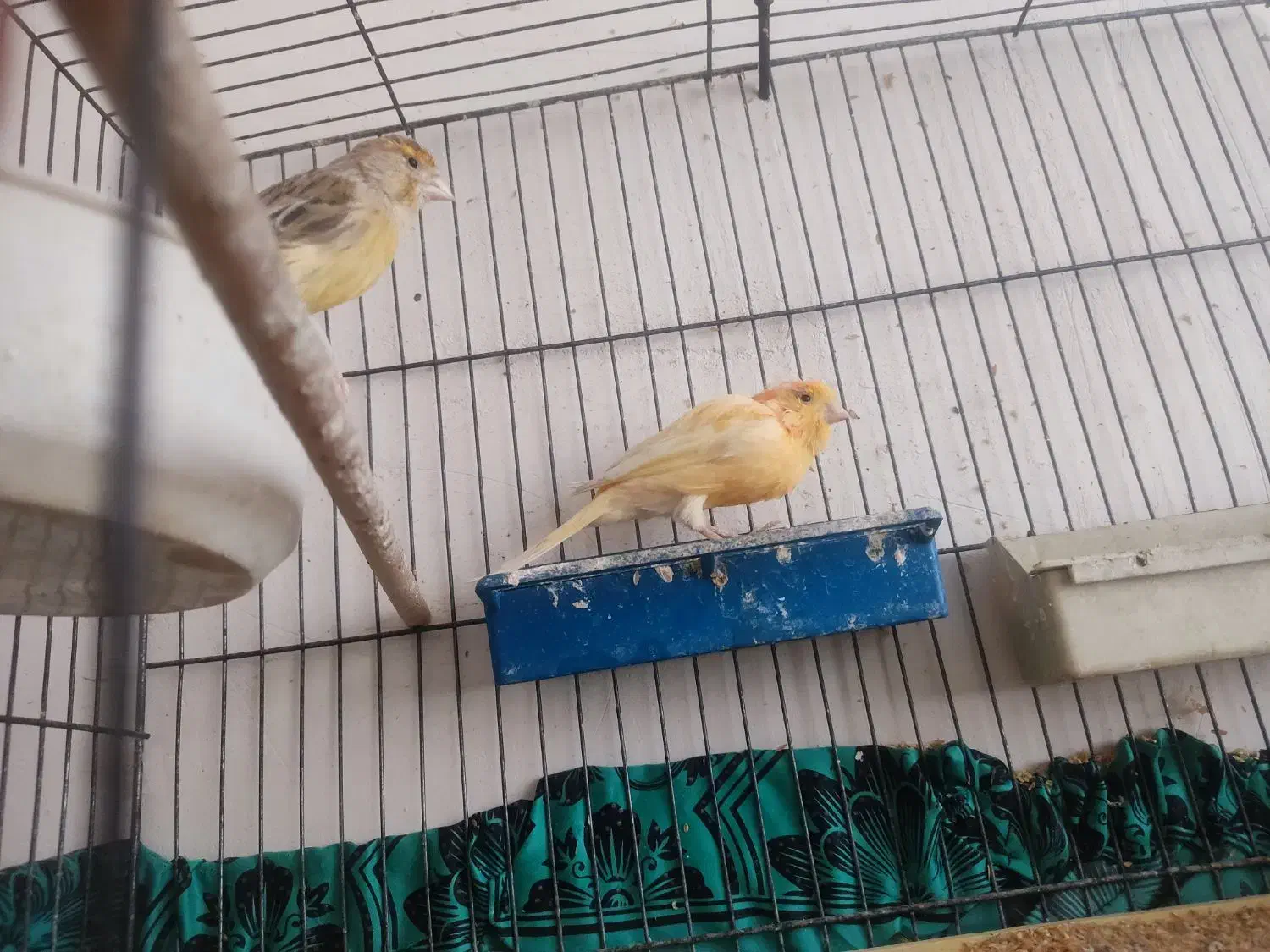 قناری|پرنده|قم, قلعه کامکار|دیوار