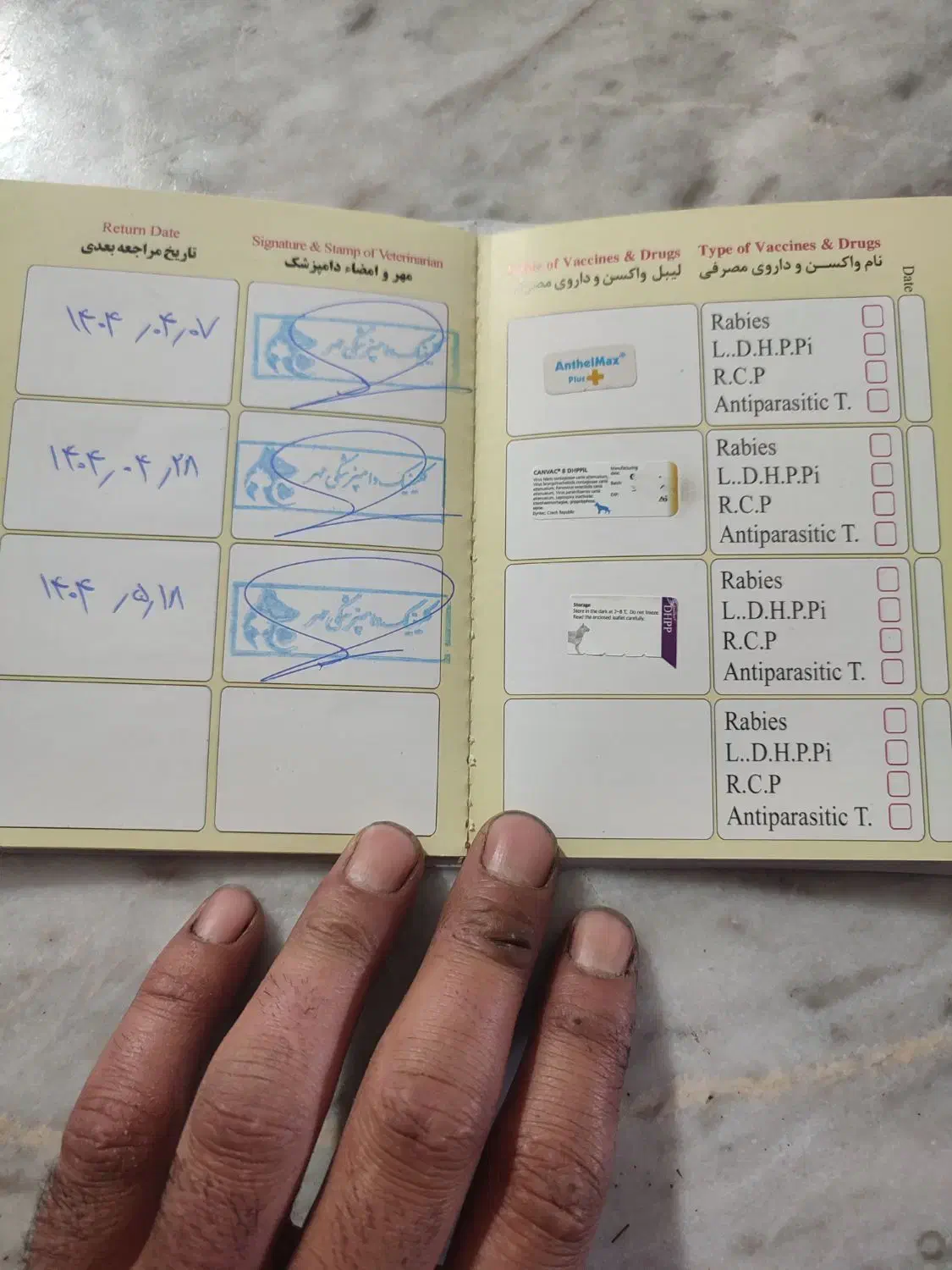 توله سگ ژرمن شپرد اصیل شناسنامه دار|سگ|الوند, |دیوار