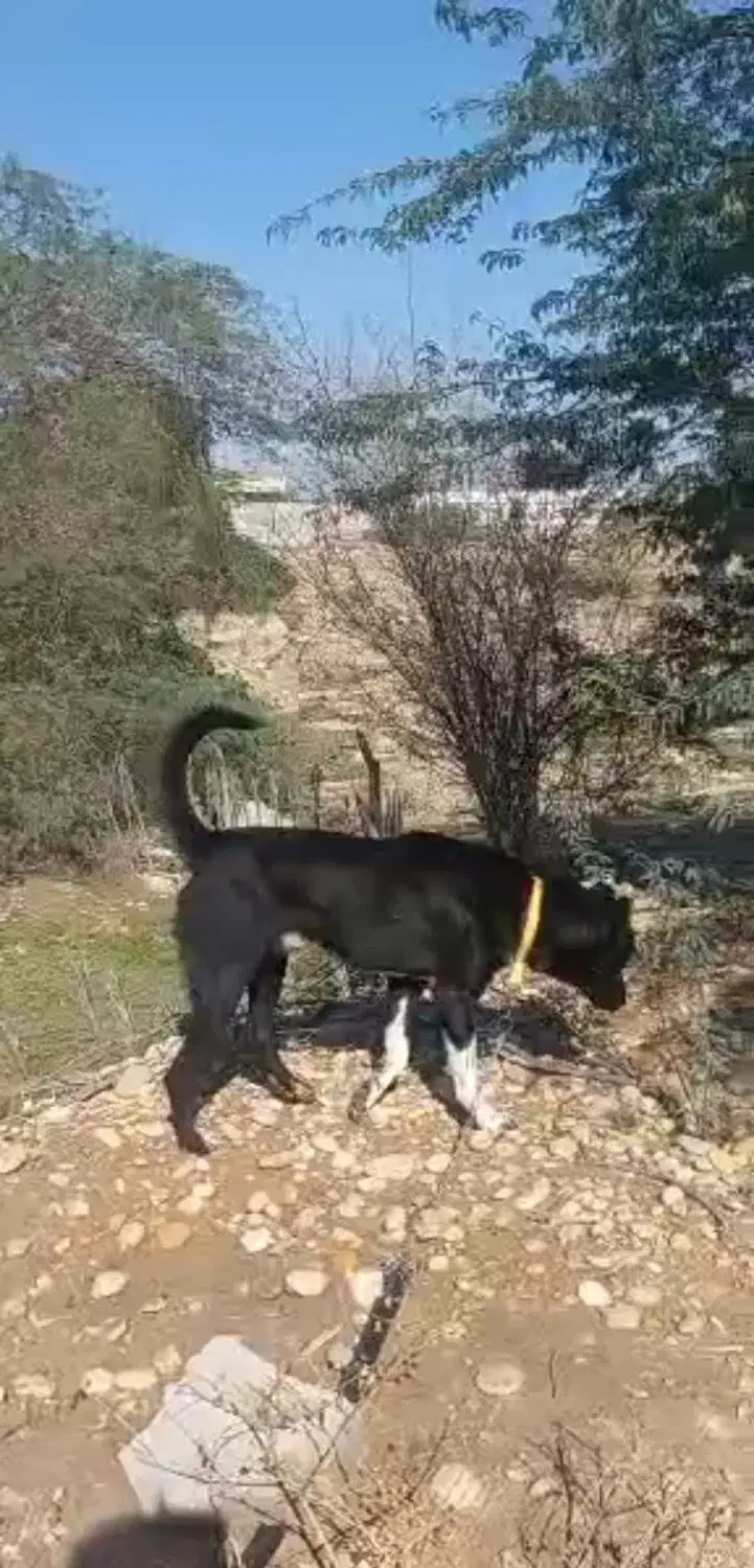 سگ صحرایی|سگ|سعدآباد, |دیوار