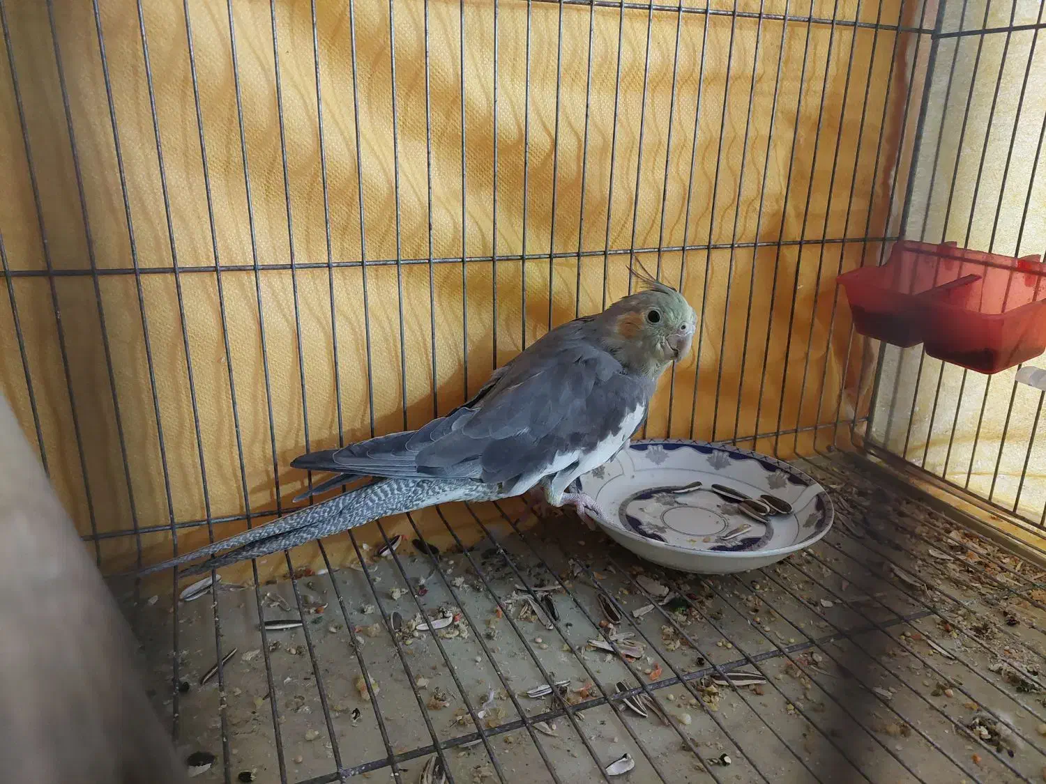 عروس هلندی ماده|پرنده|شاهینشهر, گزبرخوار|دیوار