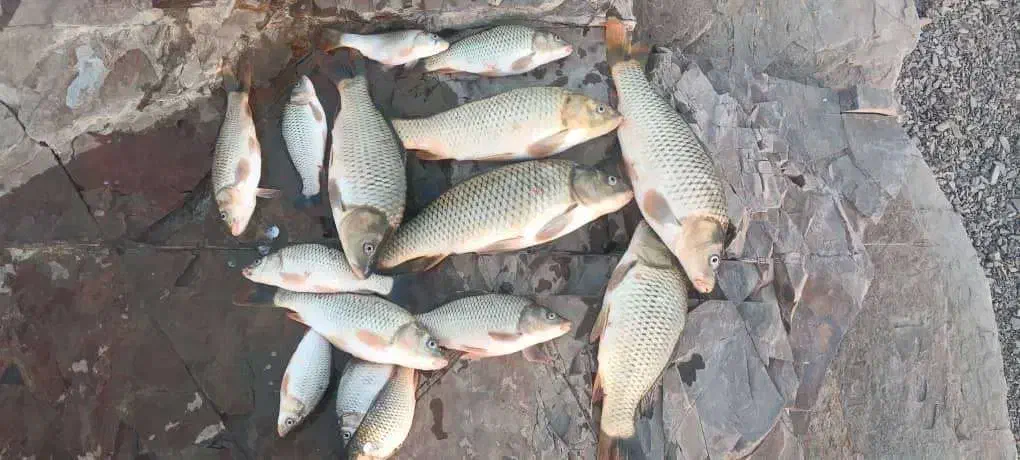 فروش بچه ماهی پرورشی قزل کپور آمور ماهی سفید و قزل|ماهی|تهران, استاد معین|دیوار