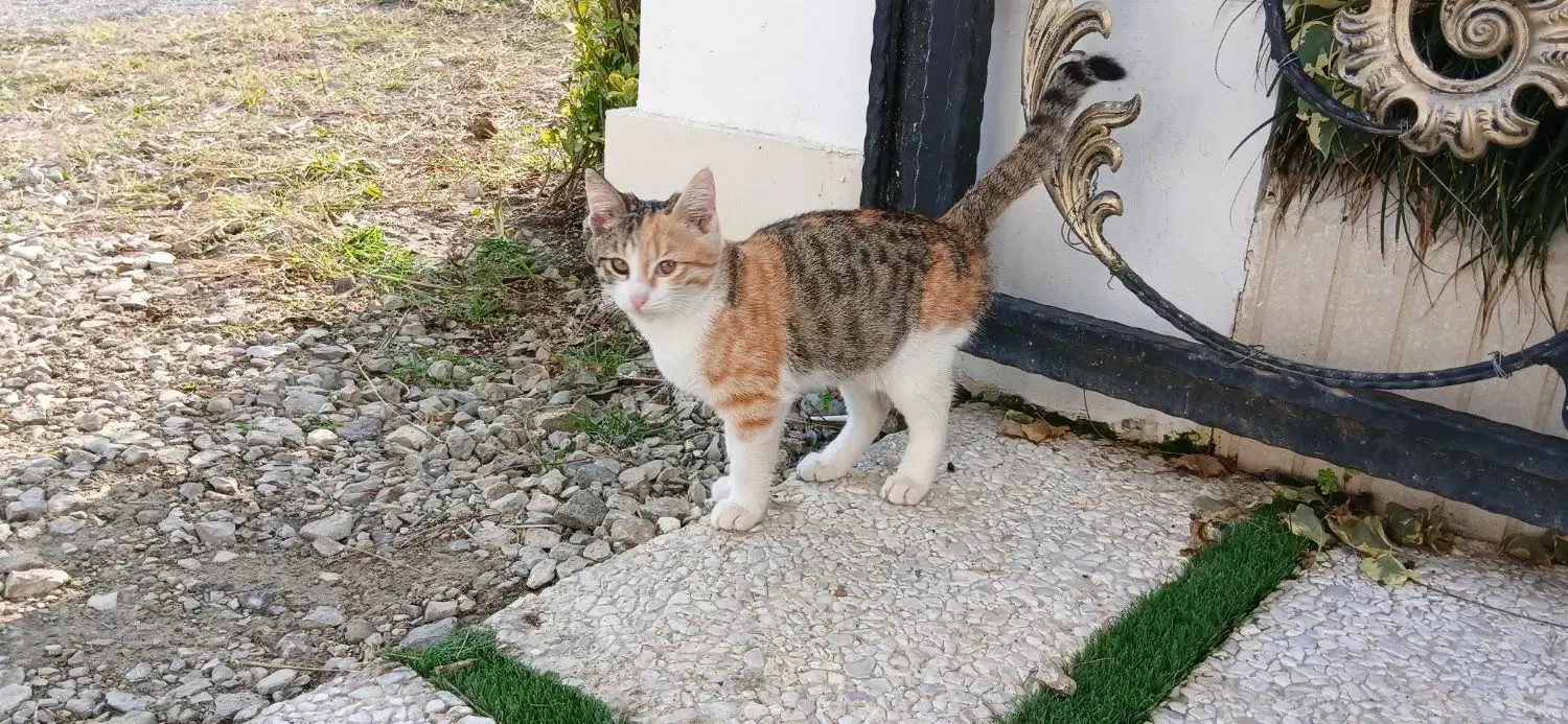 حیوان خانگی|گربه|دالخانی, |دیوار