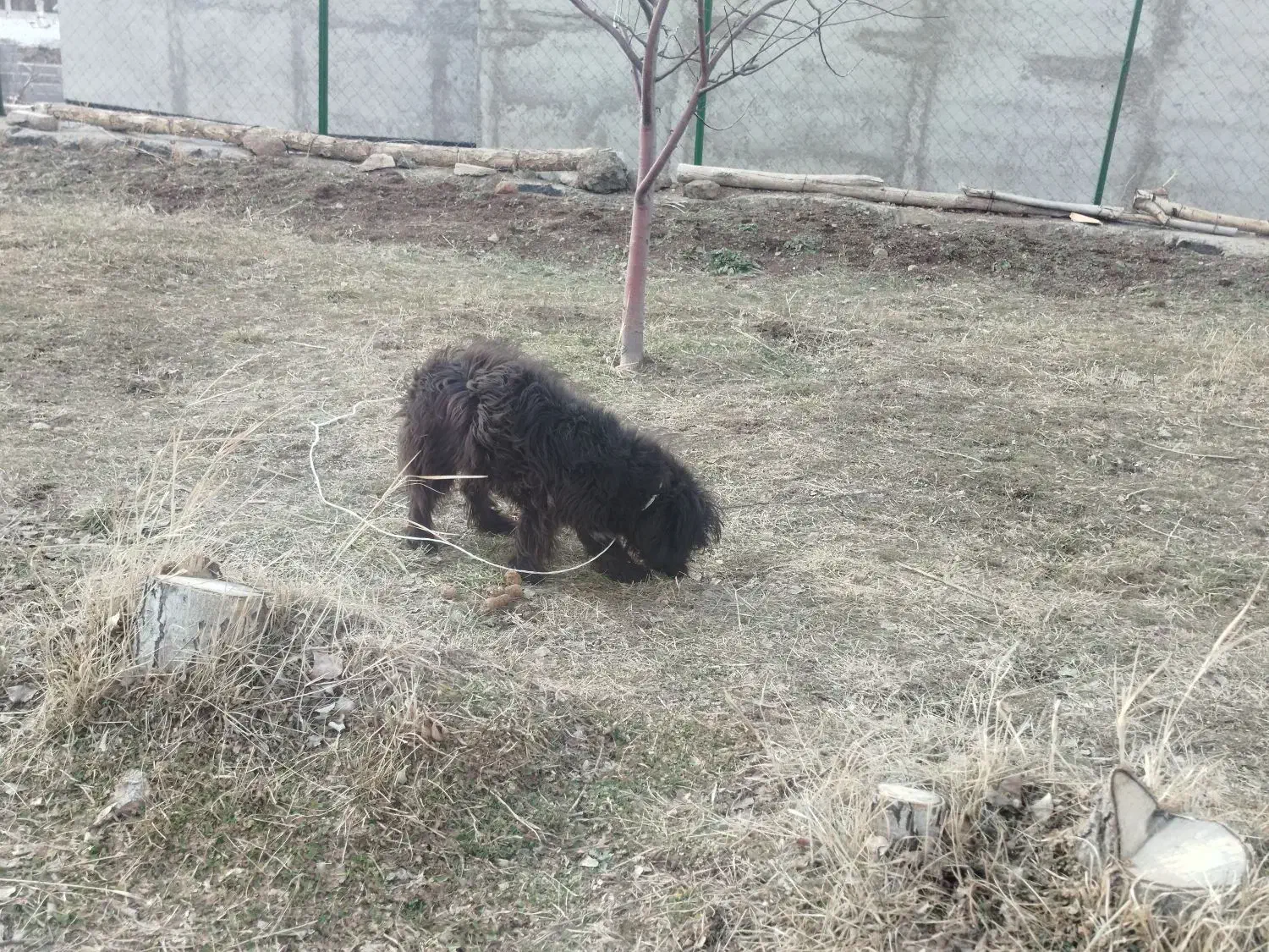 سگ پاکوتاه|سگ|اردبیل, |دیوار