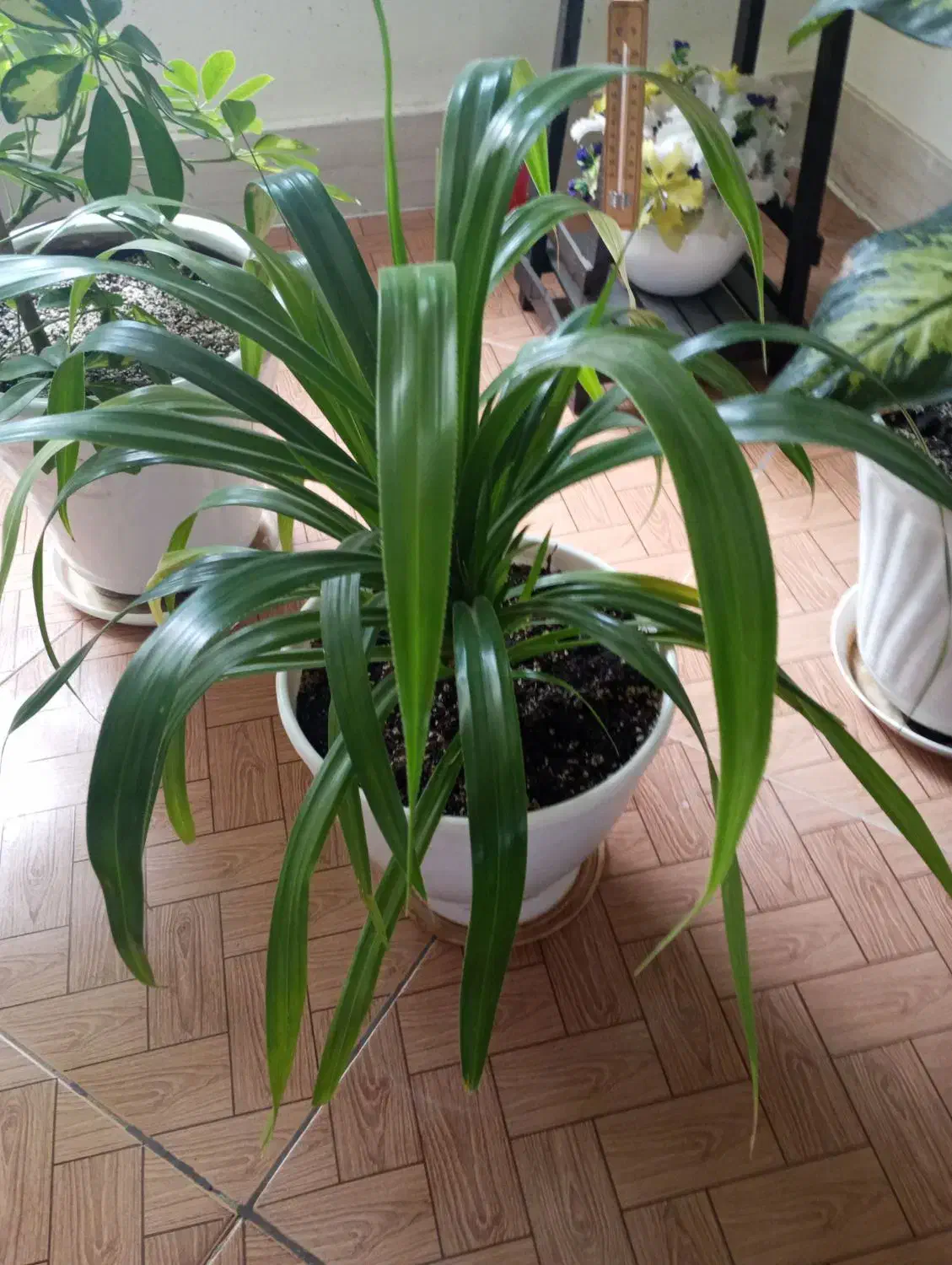 گل گل|گل مصنوعی|مشهد, شهرک ابوذر|دیوار