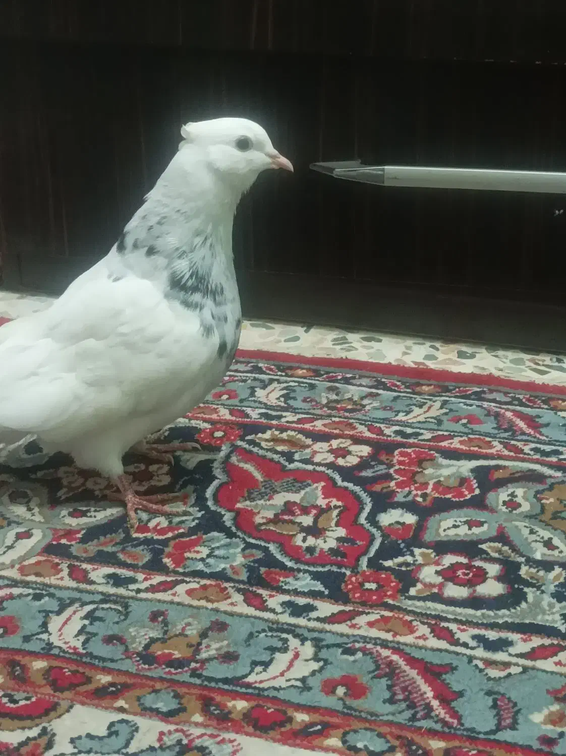 طوقی تنظیم بشرط همه چی.جم|پرنده|جم, |دیوار