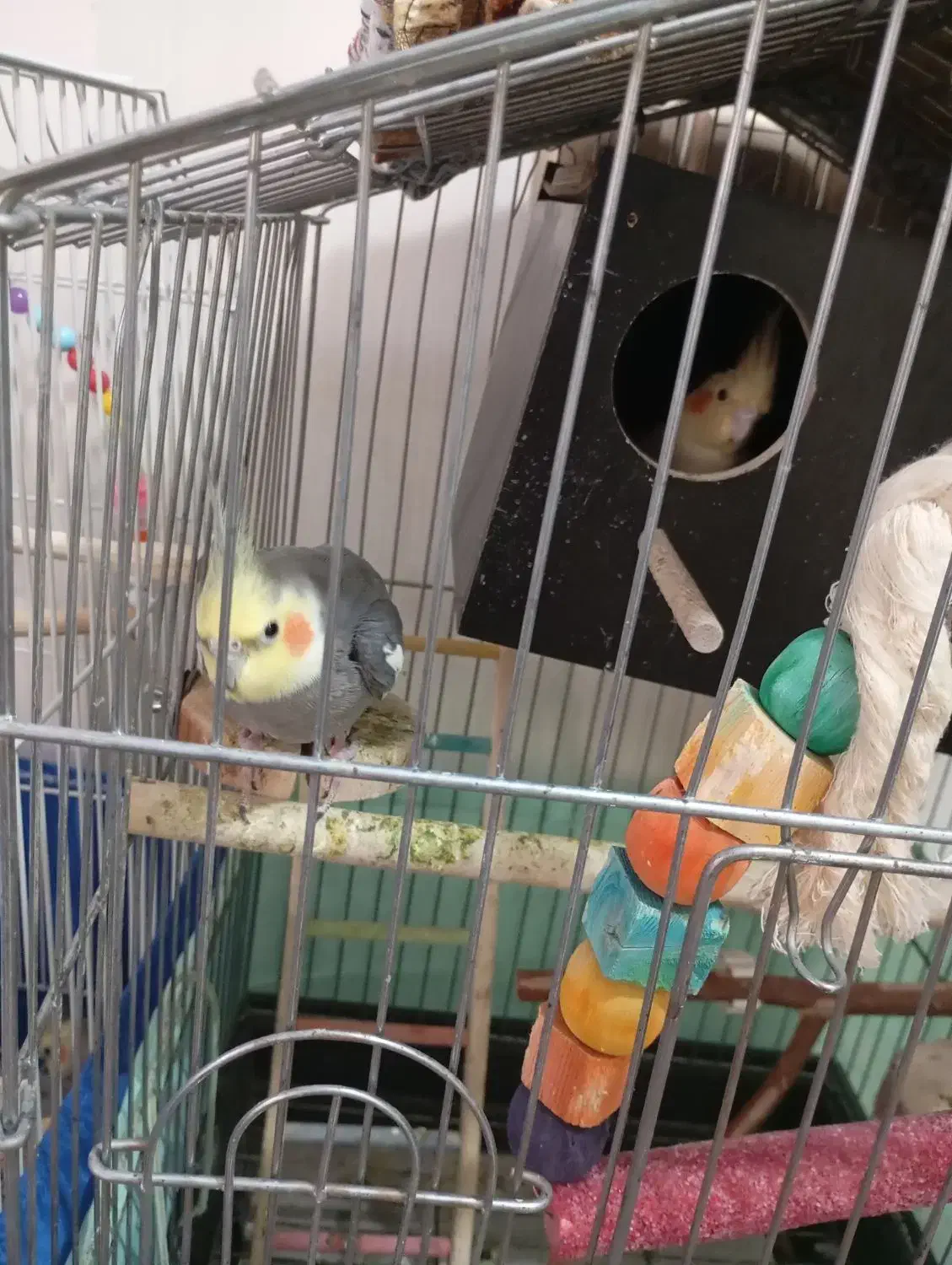 عروس هلندی|پرنده|تهران, کیانشهر|دیوار