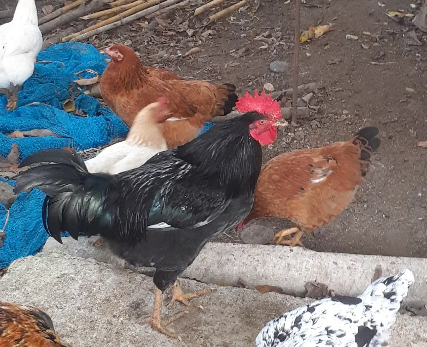 خروسهای داشتی بهترین رنگ دو رگه|حیوانات مزرعه|املش, |دیوار