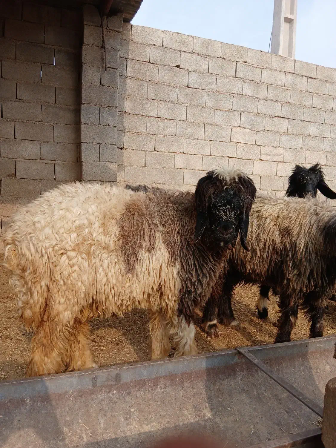 بره تخمی فروشی دو راس کله سیاه ماده|حیوانات مزرعه|گتوند, |دیوار