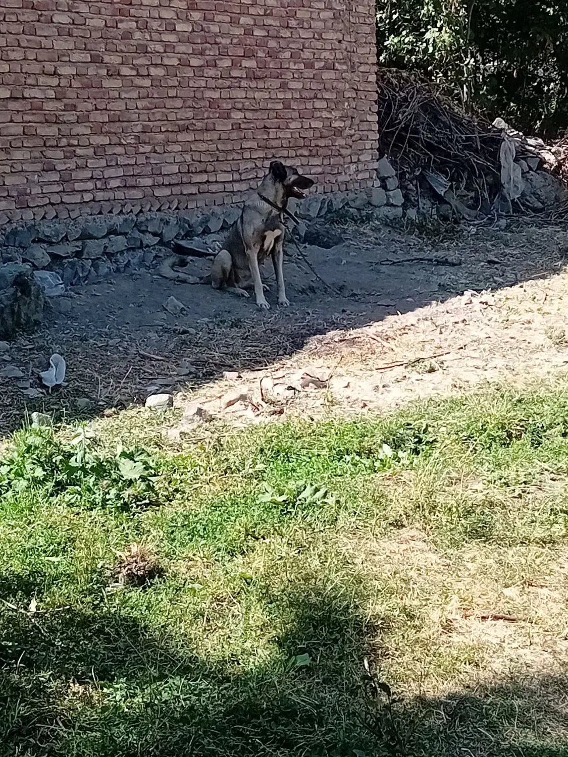 فروشی|سگ|اهر, |دیوار