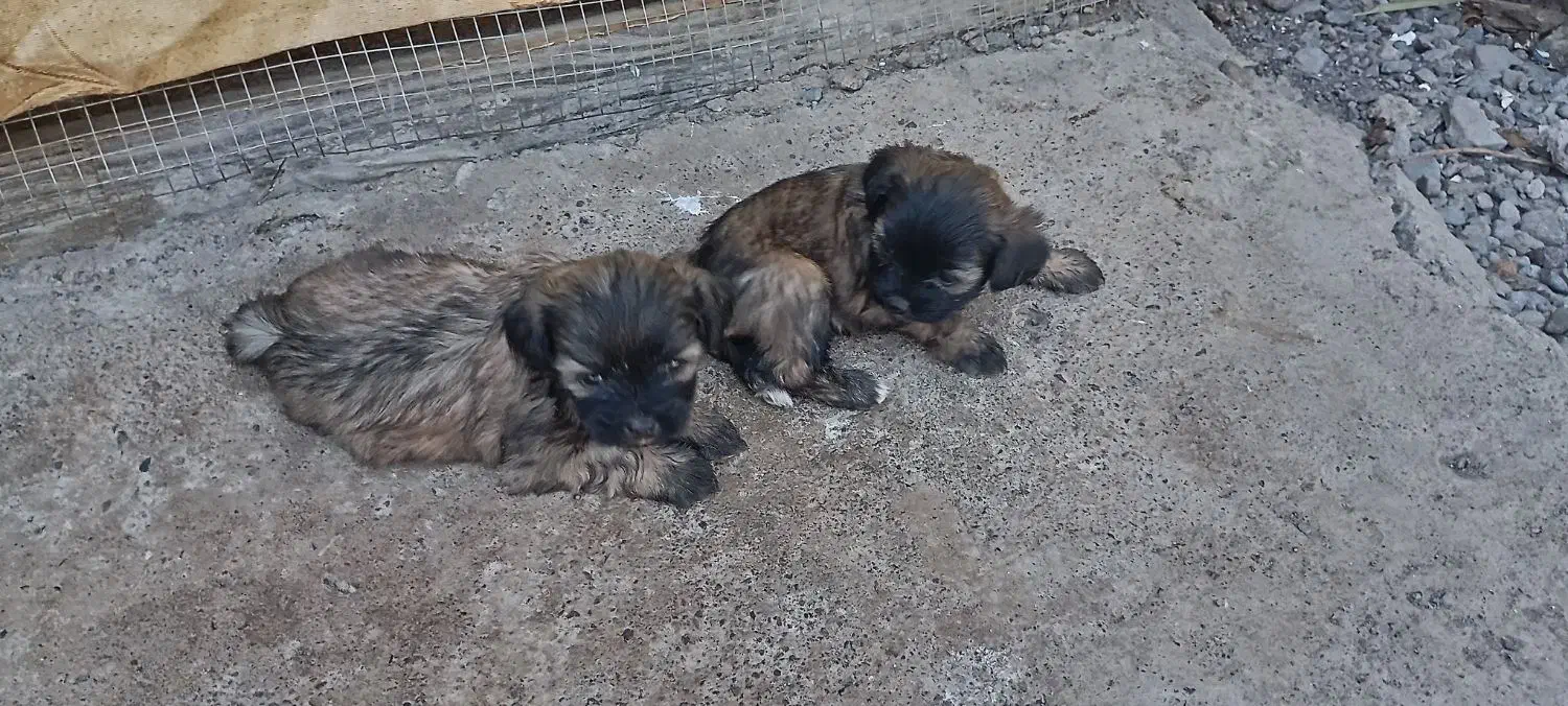 واگذاری توله شیتزو تری کالر|سگ|بم, |دیوار