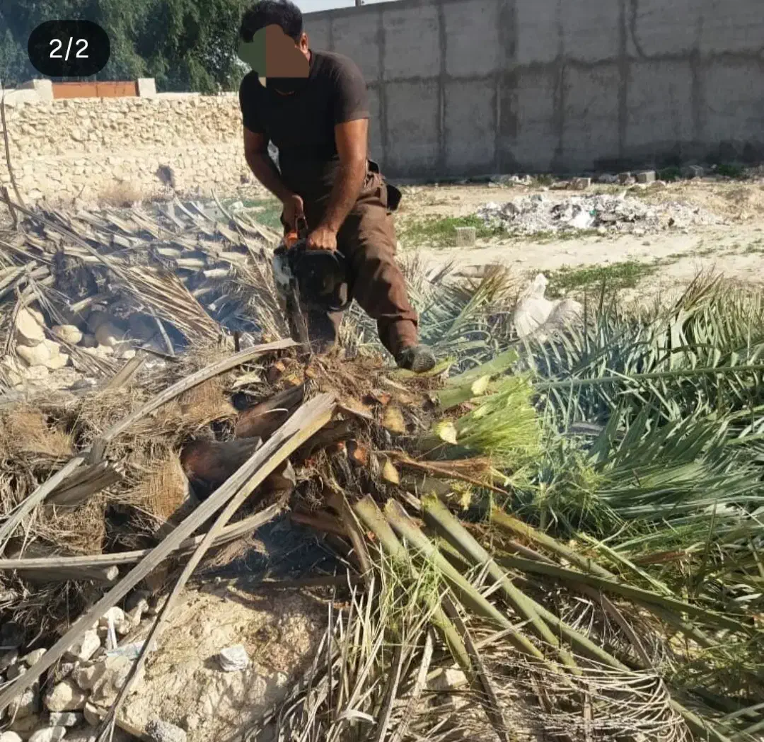 برش نخل رایگان در تمام نقاط استان بوشهر|خدمات باغبانی و درختکاری|برازجان, |دیوار