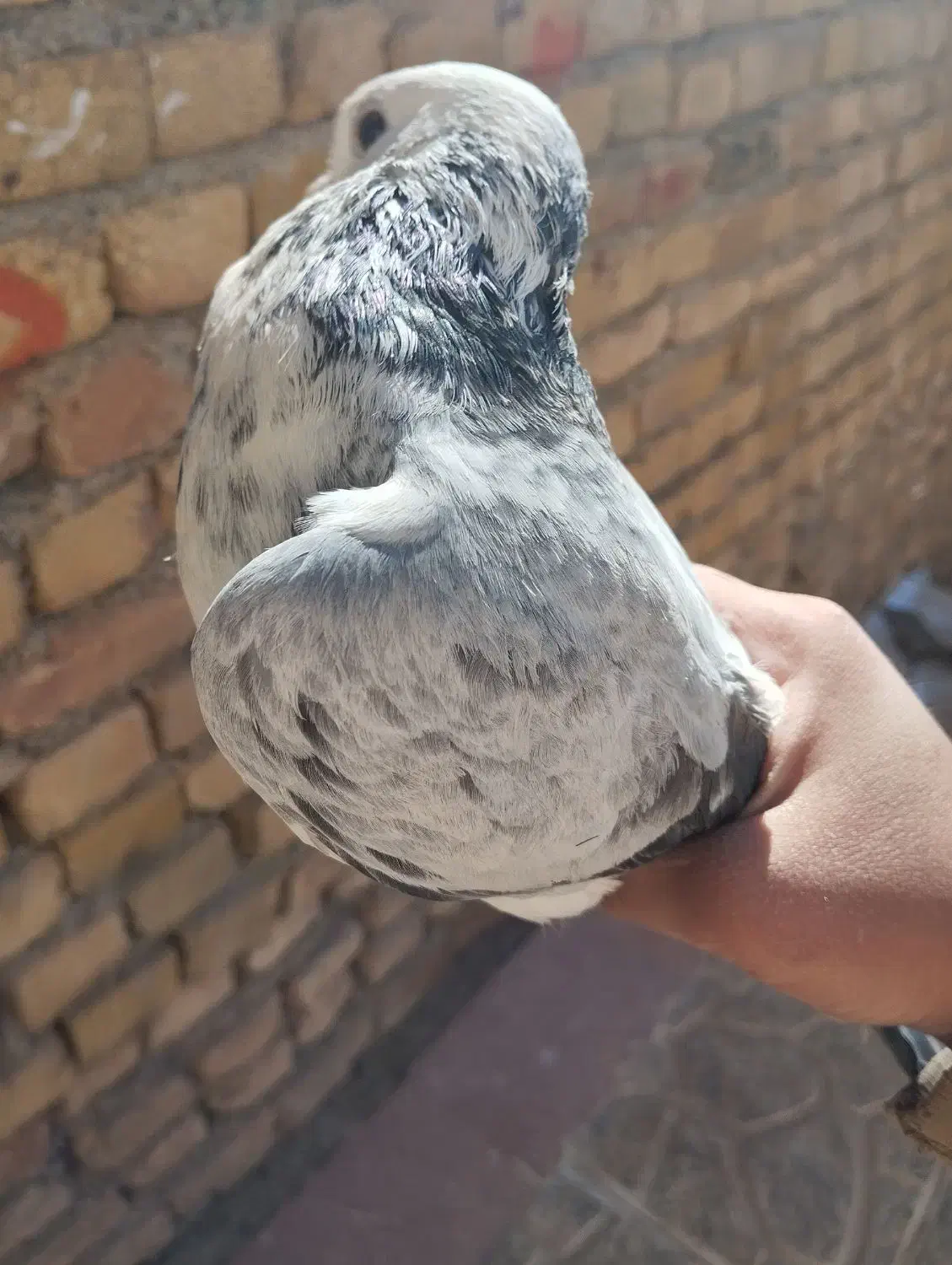 کبوتر شازده|پرنده|نورآباد, |دیوار