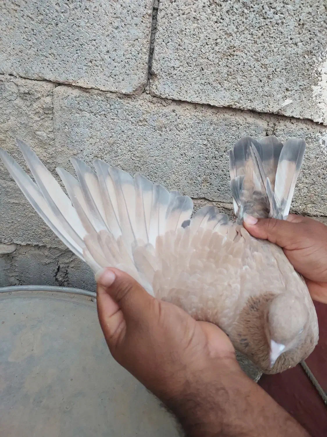 کله ای تاپ|پرنده|امیدیه, |دیوار