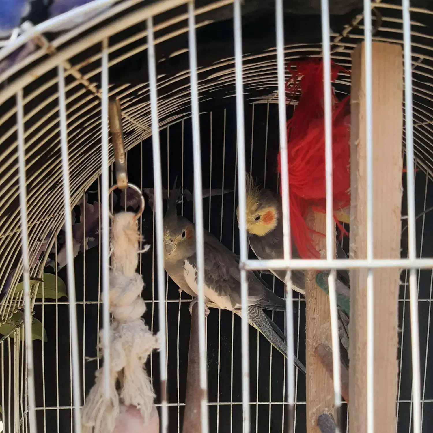 عروس هلندی|پرنده|رشت, احمد گوراب|دیوار