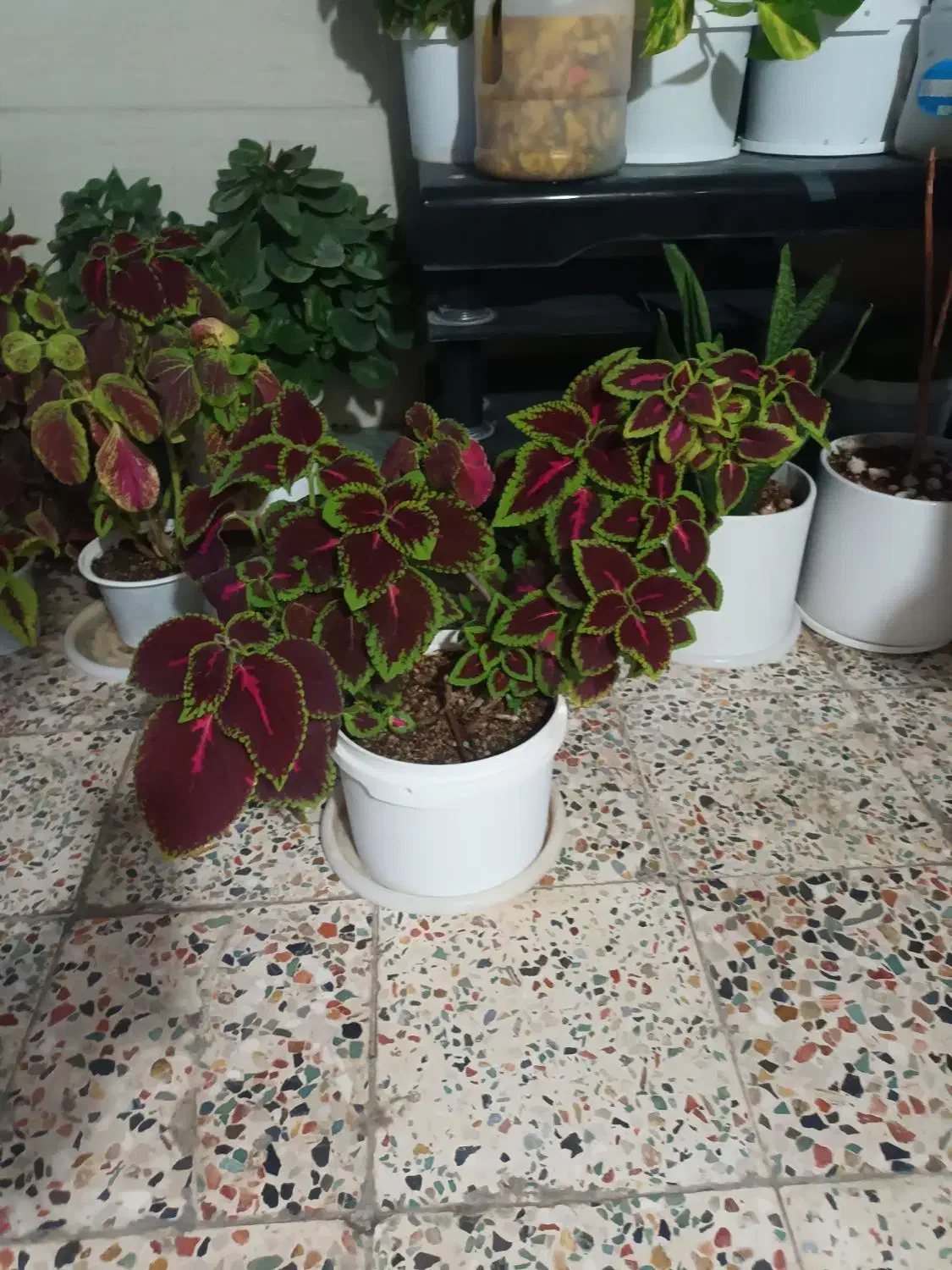 گل طبیعی|گل و گیاه طبیعی|پلدختر, |دیوار