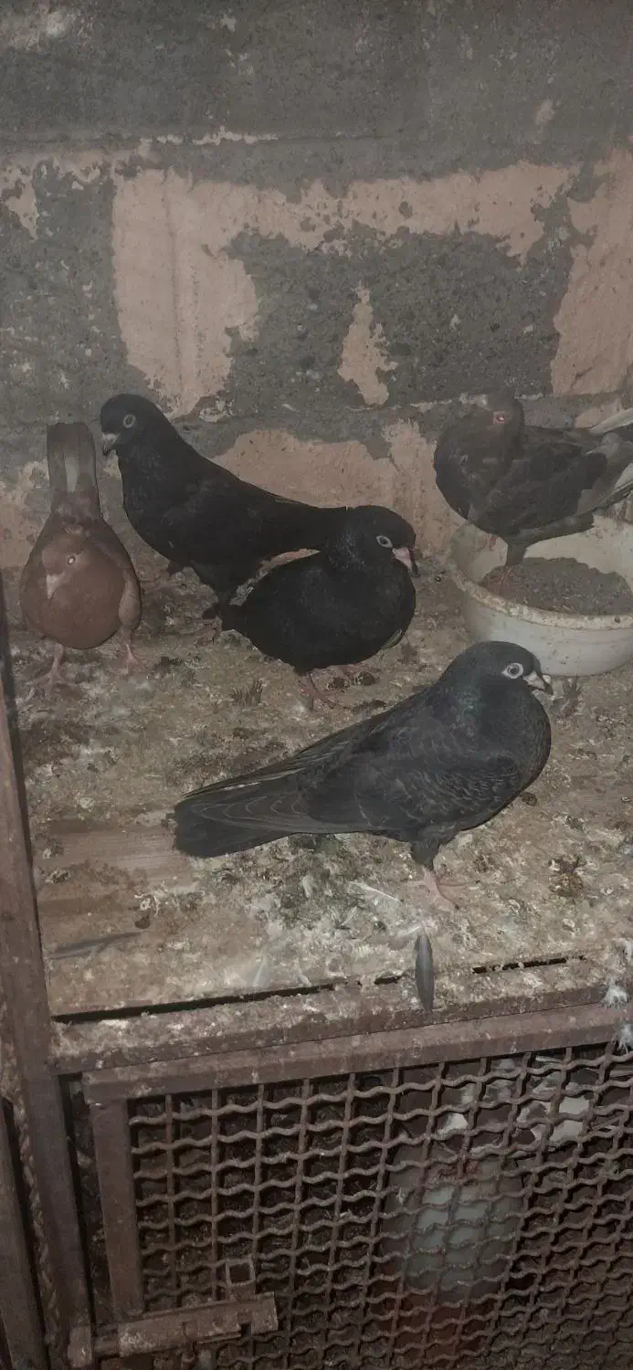 کبوتر|پرنده|میناب, |دیوار