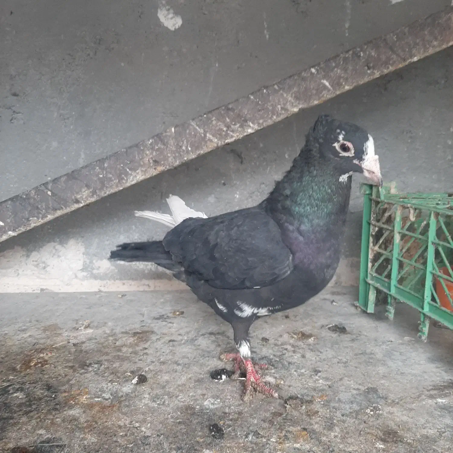 پرنده کبوتر|پرنده|تربت‌حیدریه, کلاته توکلی|دیوار