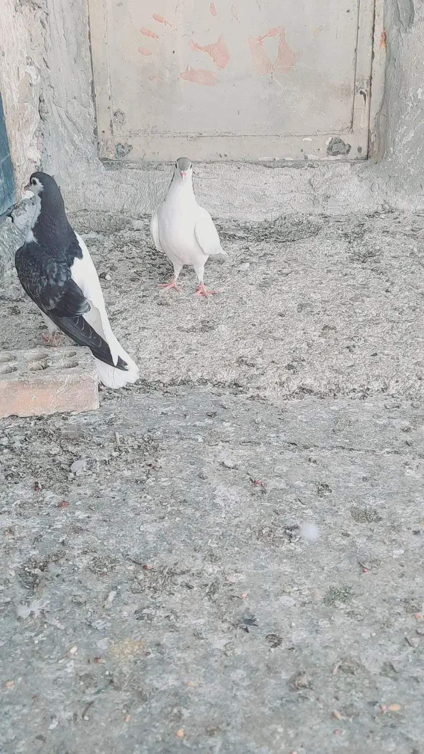 یک جفت جوجه چپی و یال|پرنده|حمیدیه, |دیوار