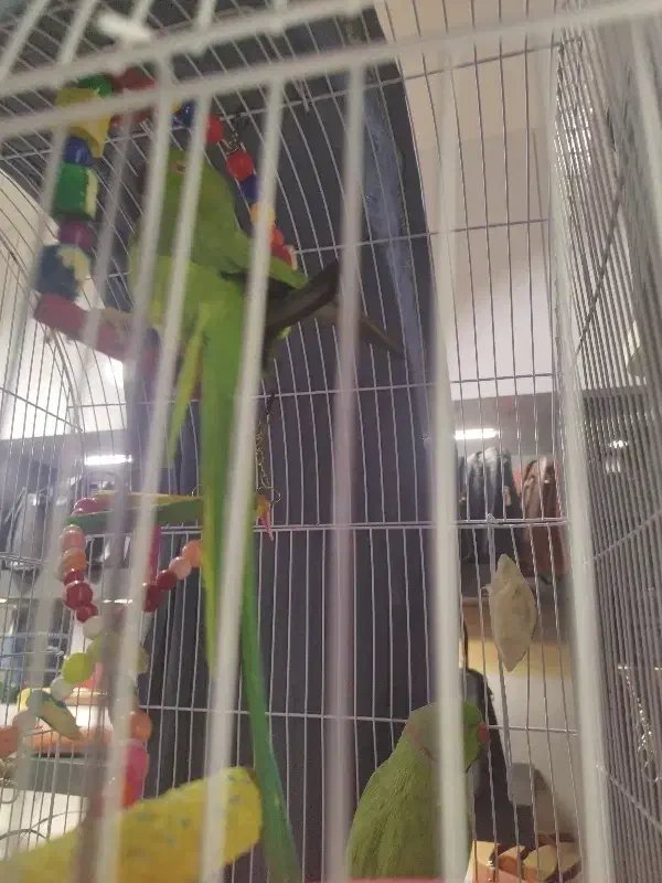 طوطی ملنگو|پرنده|مشهد, چهارچشمه|دیوار