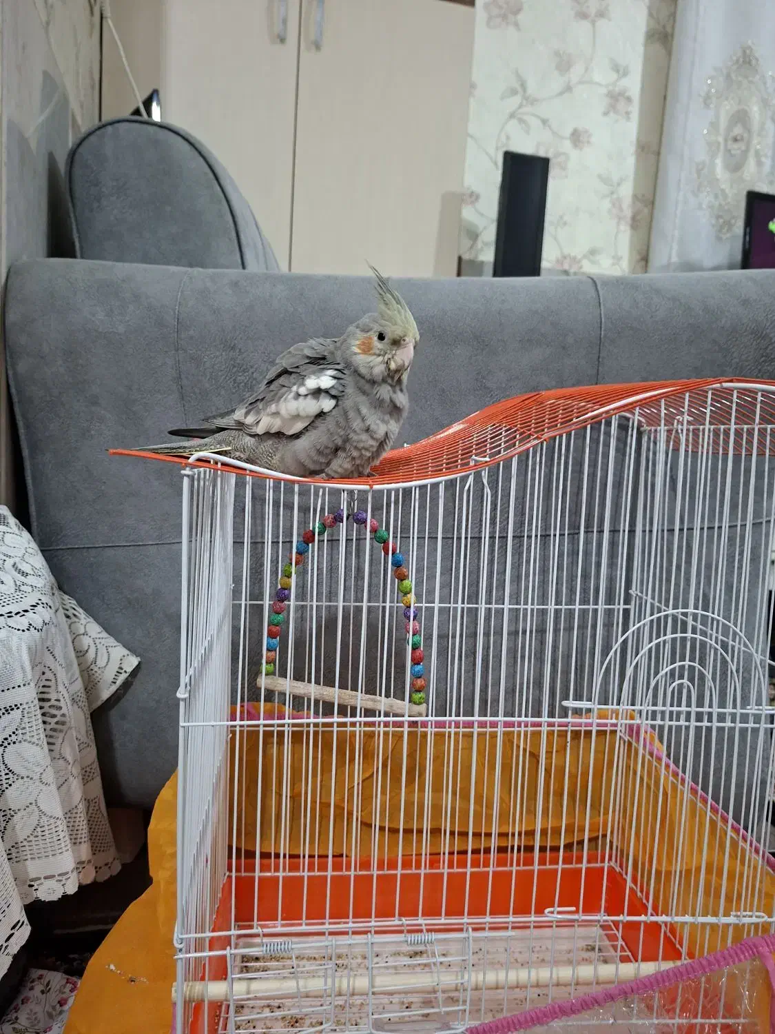 عروس هلندی|پرنده|مشهد, تلگرد|دیوار