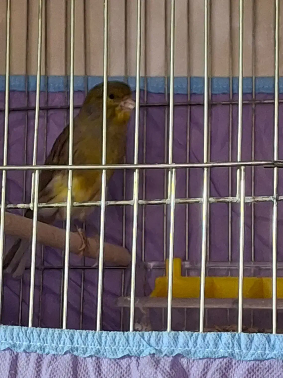 پرنده|پرنده|قم, شاه ابراهیم|دیوار