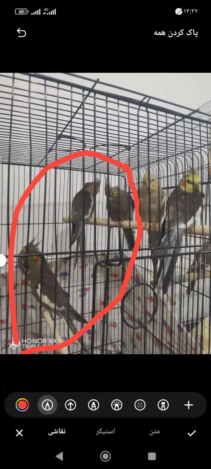 ۴عروس هلندی|پرنده|بم, |دیوار